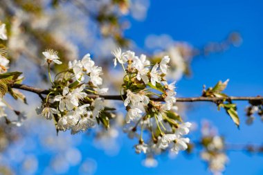Baharda parkta kiraz çiçeği açar.