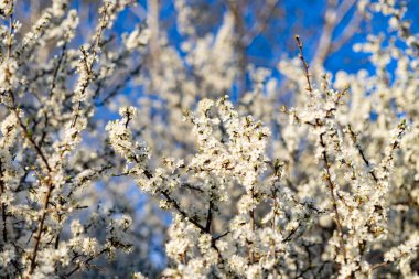 Baharda parkta kiraz çiçeği açar.