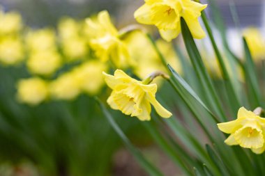 Çiçek açan nergislerin yakın çekimi