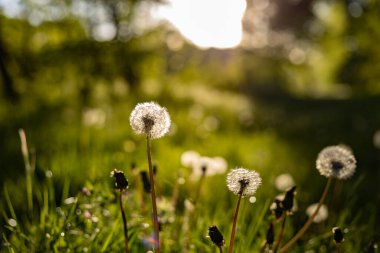 Dandelions arasında yeşil çimen