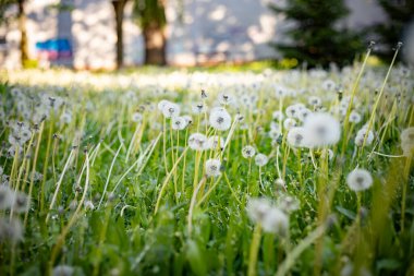 Dandelions arasında yeşil çimen