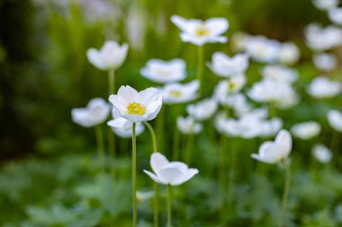 Beyaz bahar şakayığı çiçekleri