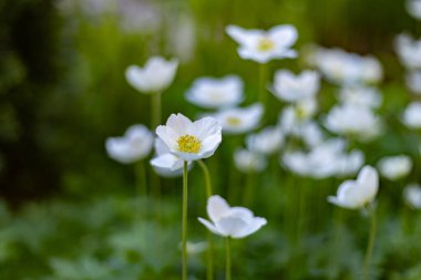 Beyaz bahar şakayığı çiçekleri