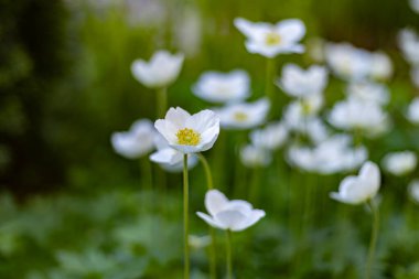 Beyaz bahar şakayığı çiçekleri