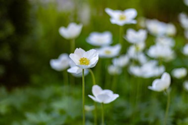 Beyaz bahar şakayığı çiçekleri