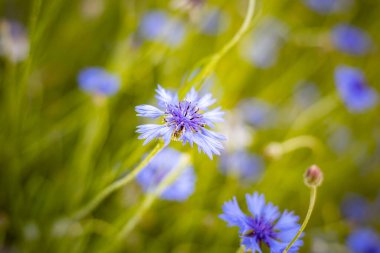 Güneşli yaz tarlasında, yumuşak bokeh arkaplanlı mavi çiçek.