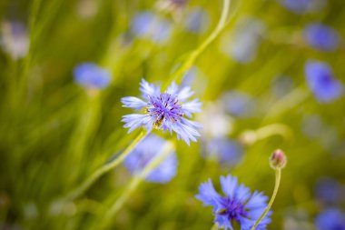 Güneşli yaz tarlasında, yumuşak bokeh arkaplanlı mavi çiçek.