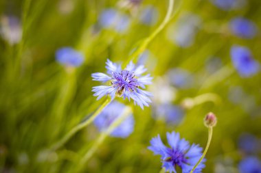 Güneşli yaz tarlasında, yumuşak bokeh arkaplanlı mavi çiçek.