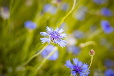 Güneşli yaz tarlasında, yumuşak bokeh arkaplanlı mavi çiçek.