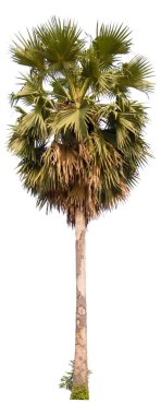 Beyaz arkaplanda kırpma yolu olan bir palmiye ağacı