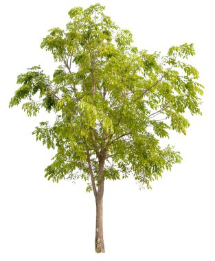 kırpma yolu ile beyaz arkaplan üzerinde qaulity ağacını hight