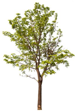 Beyaz arkaplanda kırpma yolu olan bir palmiye ağacı