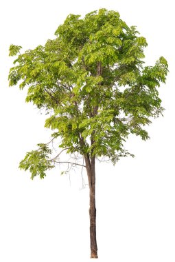 kırpma yolu ile beyaz arkaplan üzerinde qaulity ağacını hight