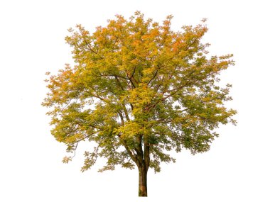kırpma yolu ile beyaz arkaplanda izole sonbahar ağacı