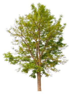 kırpma yolu ile beyaz arkaplan üzerinde qaulity ağacını hight