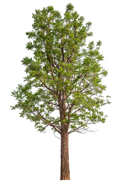 Kırpma Yolu Ile Beyaz Arkaplan Üzerinde Qaulity Ağacını Hight — Stok fotoğraf