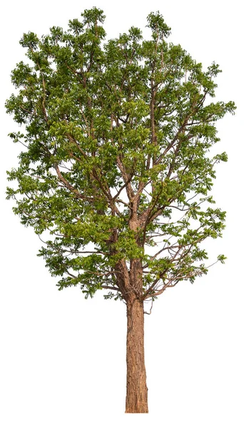 Kırpma Yolu Ile Beyaz Arkaplan Üzerinde Qaulity Ağacını Hight — Stok fotoğraf