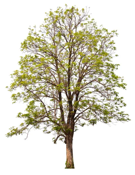 Wysokogórskie Drzewo Qaulity Białym Tle Ścieżką Wycinania — Zdjęcie stockowe