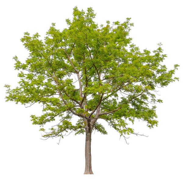 Високе Дерево Кукурудзи Білому Тлі Відсічним Контуром — стокове фото