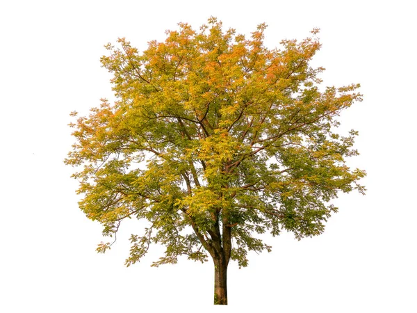 白い背景に切り立った紅葉の木 — ストック写真