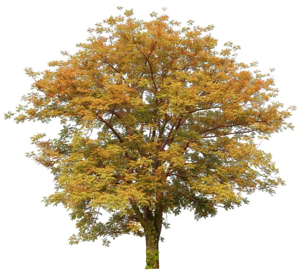 白い背景に切り立った紅葉の木 — ストック写真