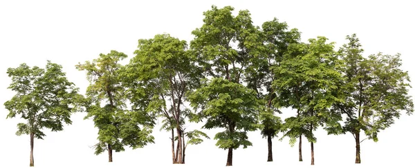 Panorama Drzewa Fotografowania Odizolowanym Białym Tle Ścieżką Wycinania Wewnątrz Tego — Zdjęcie stockowe