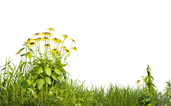 Isolated Small Grass Field Yellows Flowers White Background Clippings Path — Stock Photo, Image