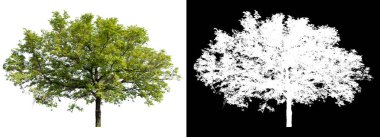 kırpma yolu olan beyaz arkaplanda izole edilmiş ağaç, beyaz resimle seçilmiş, fırça tasarımı için seçilmesi kolay, yüksek qaulity dicut 