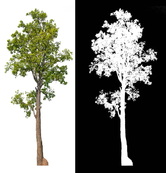 Árvore Isolada Fundo Branco Com Caminho Recorte Selecionado Dentro Imagem — Fotografia de Stock