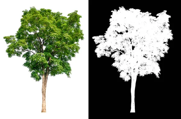 クリッピングパスを持つ白い背景の上に孤立した木 ブラシのデザインのために選択しやすい白い画像で画像の中に選択 高品質のカット — ストック写真
