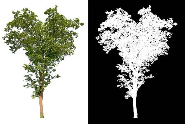 Kırpma Yolu Olan Beyaz Arkaplanda Izole Edilmiş Ağaç Beyaz Resimle — Stok fotoğraf