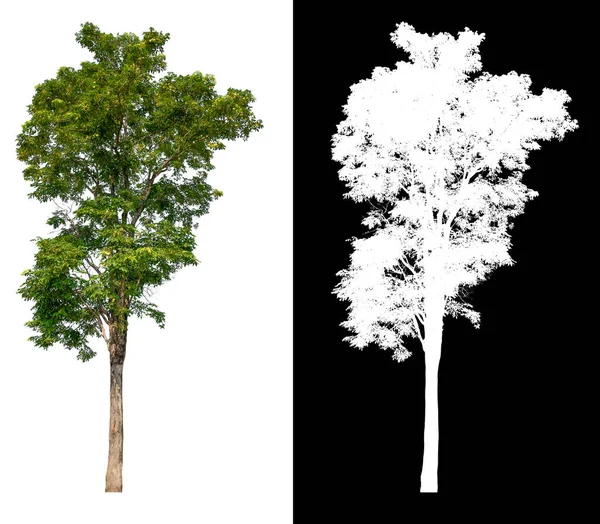 Isolierter Baum Auf Weißem Hintergrund Mit Clipping Pfad Ausgewähltes Innenbild — Stockfoto
