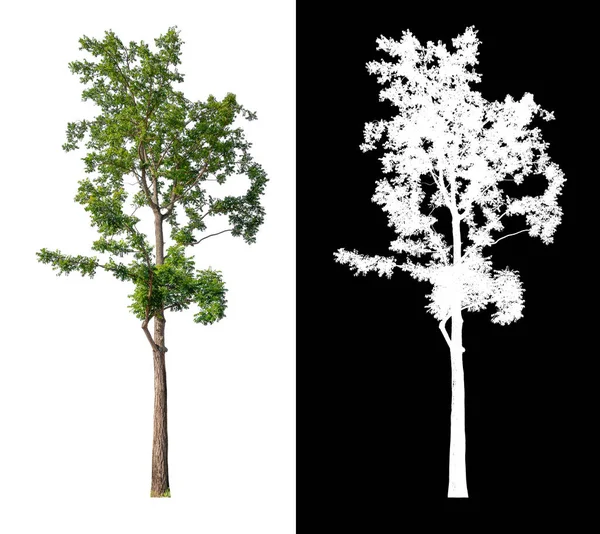 具有剪切路径的白色背景隔离树 选用带有白色图像的内部图像设计简单 质量较高 — 图库照片