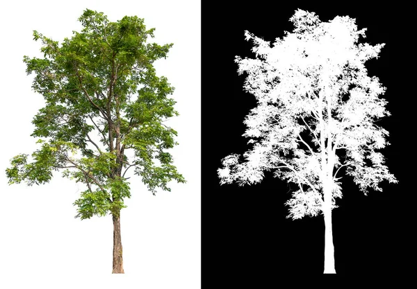 Ізольоване Дерево Білому Тлі Відсічним Контуром Вибране Всередині Картини Білим — стокове фото