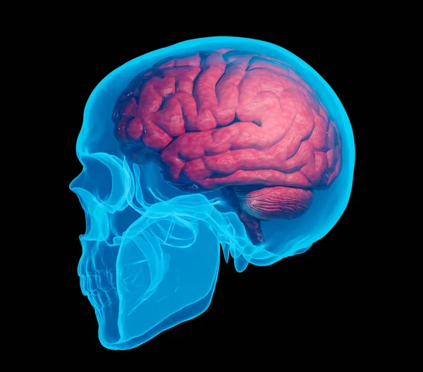 Rentgen Lidské Lebky Ukazují Anatonii Červeného Mozku Ilustrace Vykreslování — Stock fotografie