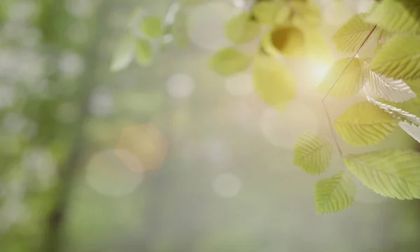 Selective focus leaves with orange light and bokeh, 3d illustration rendering
