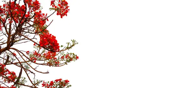 Röd Blomma Isolerad Vit Bakgrund Stockfoto