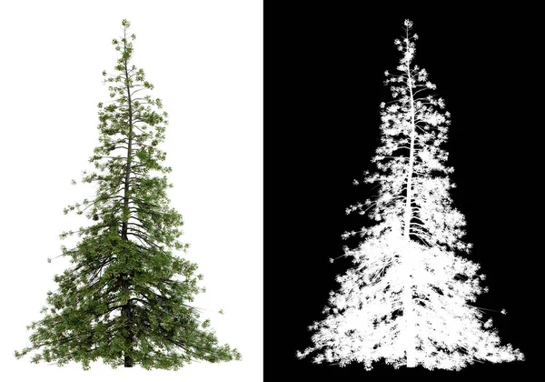 Изолированное Дерево Белом Фоне Иллюстрация Рендеринга Лицензионные Стоковые Фото