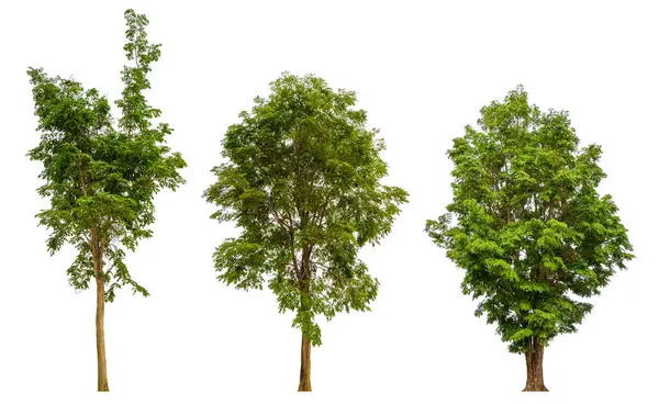 Изолированная Коллекция Деревьев Белом Фоне Реальное Дерево Отображается Стоковое Фото