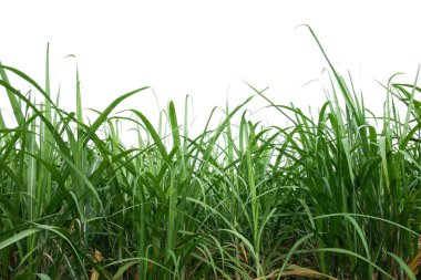 kırpma yolu ile beyaz arkaplanda izole şeker kamışı alanı