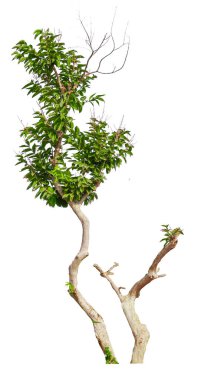 small tree  isolated on white background with clipping path, removed original background  clipart