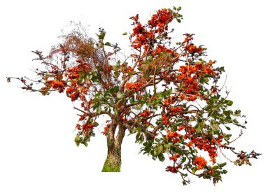 tree with orange bloom flower  isolated on white background with clipping path, removed original background, easy to drag and drop to main project  clipart