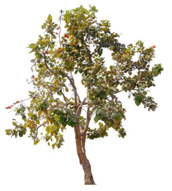 kırpma yolu ile beyaz arkaplanda izole edilmiş küçük ağaç, asıl arkaplan kaldırıldı