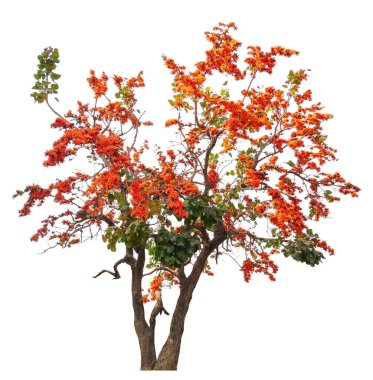 tree with orange bloom flower  isolated on white background with clipping path, removed original background, easy to drag and drop to main project  clipart