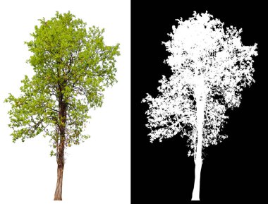 kırpma yolu ile beyaz arka plan üzerinde izole tek ağaç 