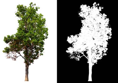 kırpma yolu ile beyaz arka plan üzerinde izole tek ağaç 