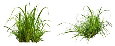 kırpma yolu olan izole şeker fabrikası koleksiyonu