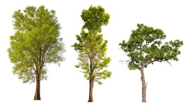 kırpma yolu ile beyaz arkaplan üzerindeki tahsilat ağacı