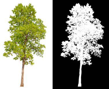 Kırpma yolu olan beyaz arkaplanda izole edilmiş tek parça 