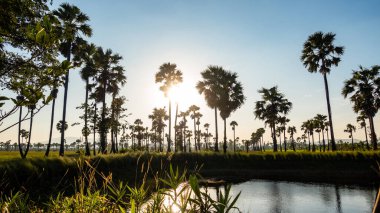 Şeker palmiyesi ve pirinç arkaplanı. Gün batımı arka planında şeker palmiyesi.